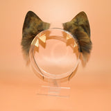 Closed! ~ Dilute Tortie Cat