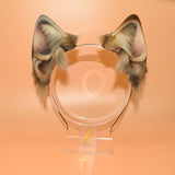 Closed! ~ Dilute Tortie Cat