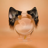 Closed! - Siamese Feline